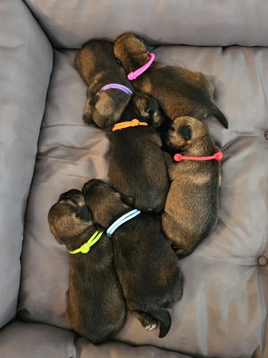 SZCZENIACZKI- Border Terrier