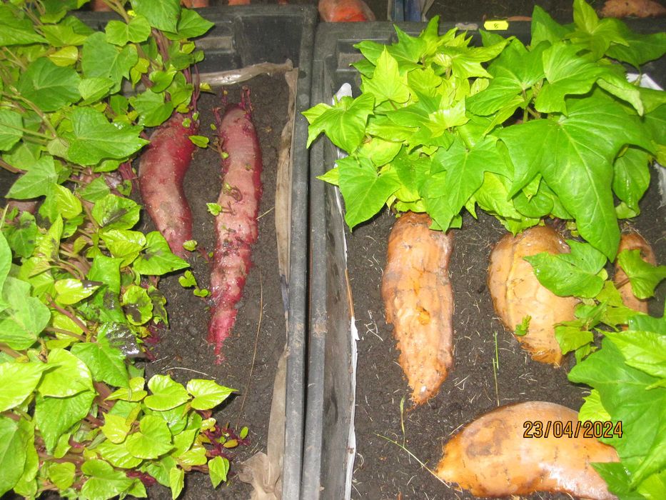 Батат маточные клубни 20 грн    рассада 10грн