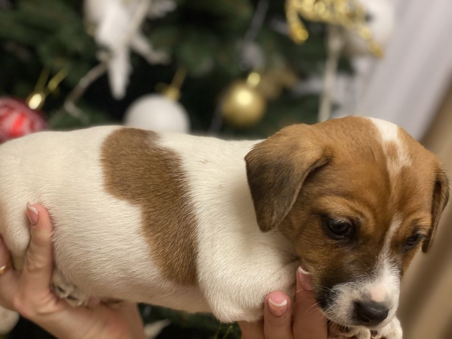 Джек-рассел терєр цуценята,  активні здорові