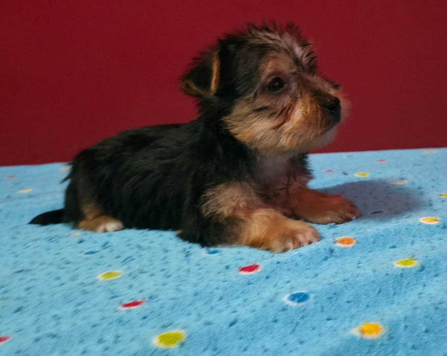 Yorkshier terrier miniatura macho