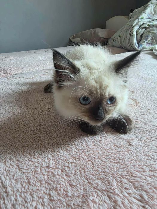 Kot brytyjski, ragdoll
