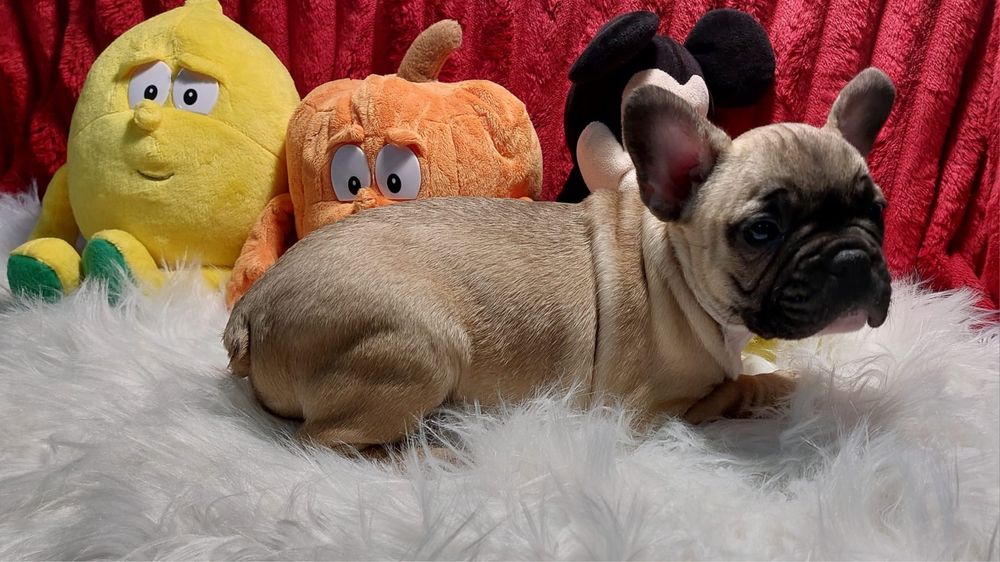 Bulldog francês bebé