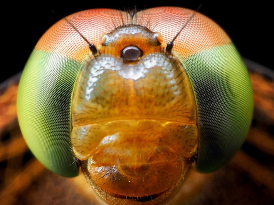 Olympus M.Zuiko 30mm f/3.5 Macro – do detali, zegarków, owadów, produk