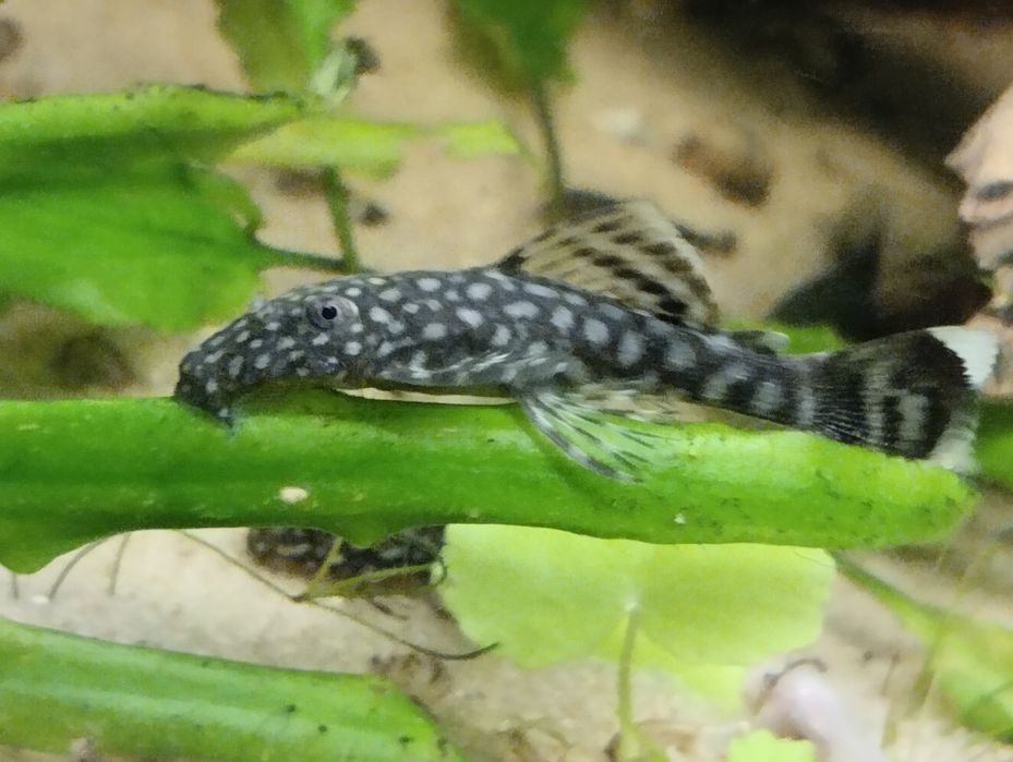 Glonojadki 3-4 cm