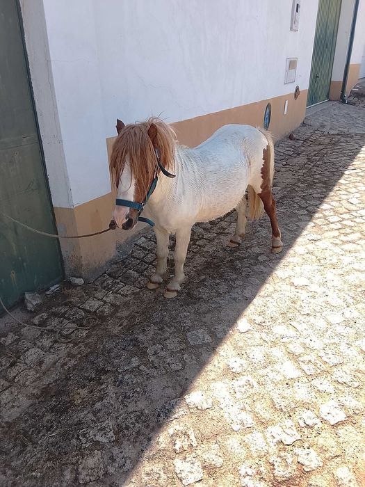 Pônei muito manso