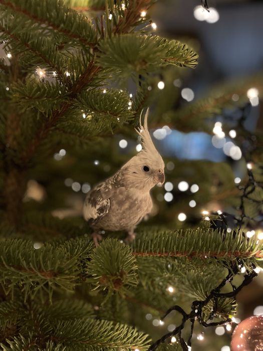 Papugi Nimfy + klatka + karma