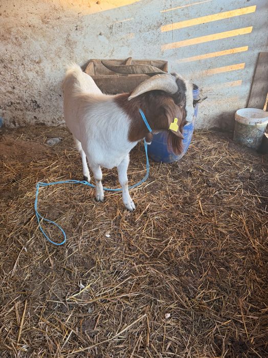 Cabrito macho de raça