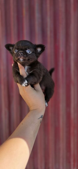 Maravilhosa Fêmea! Chihuahua Pêlo Comprido