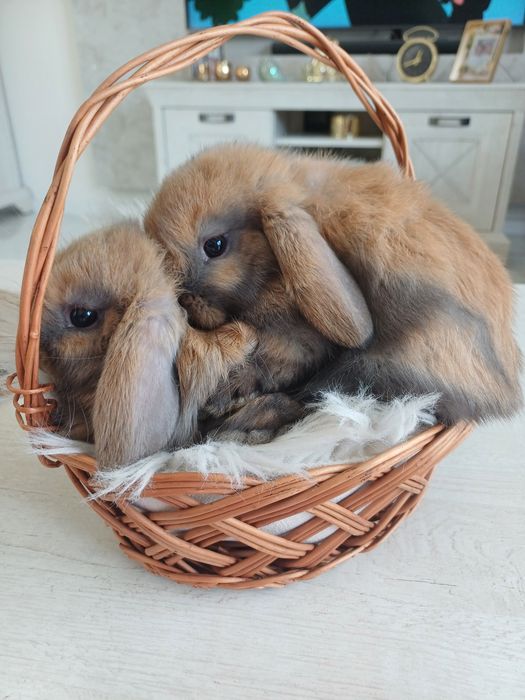 3 króliczki baranki mini lop