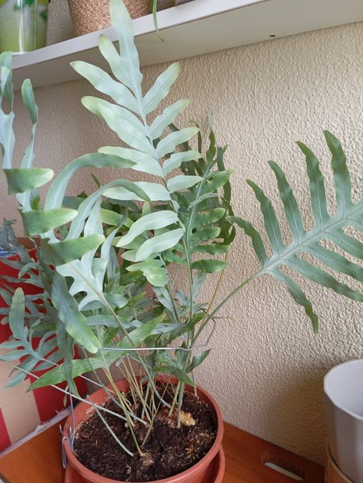 Feto grande da Jamaica