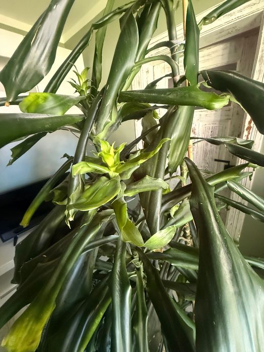 Kwiat dracena wysoka