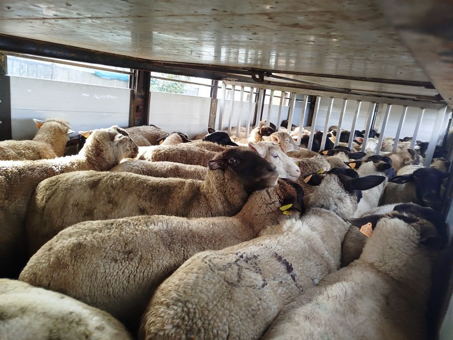 Transporte de animais vivos