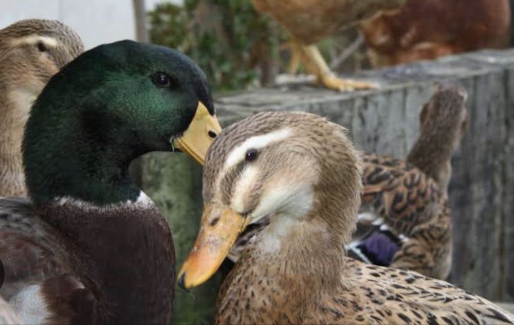 Pato rouen para venda