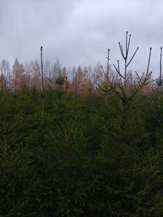 Choinki, świerk pospolity 50-300cm, świerk srebrny 50-100cm