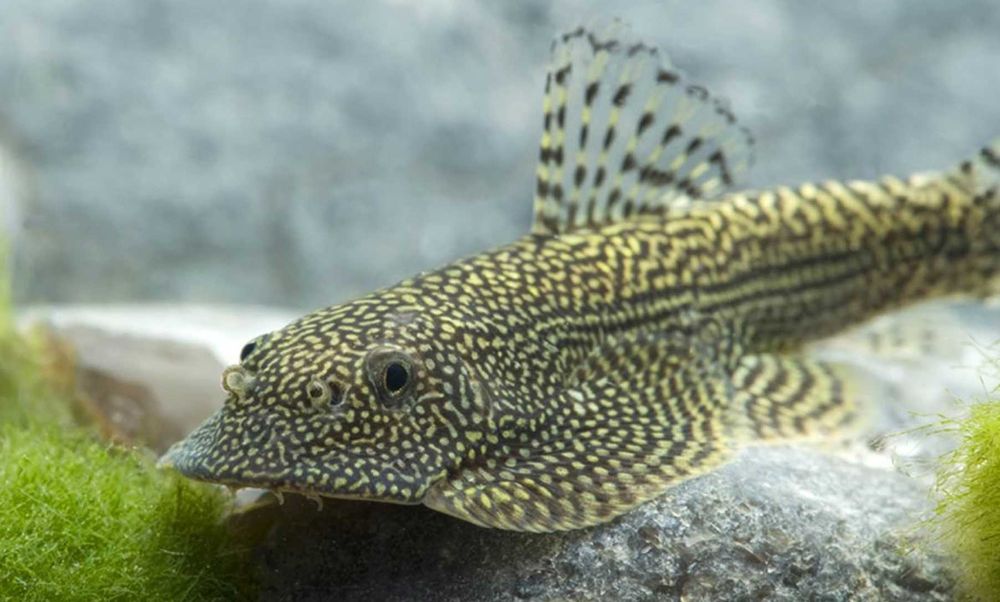 Beaufortia leveretti - dowozimy do klienta, wysyłamy, bogata oferta