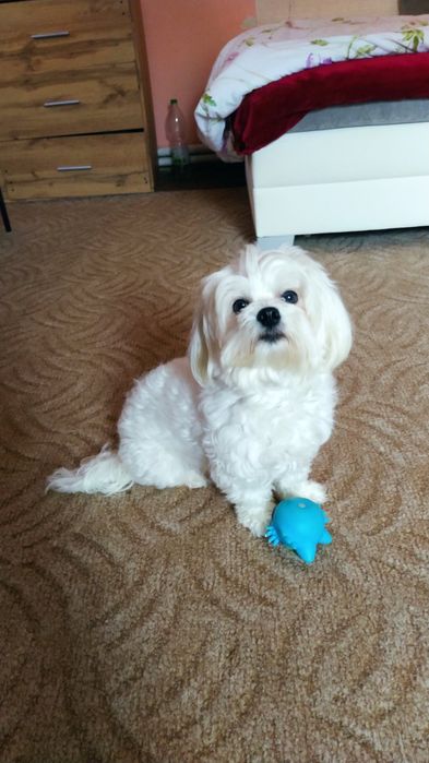 Мальтезе  мальчик ищет девочку мальтезе