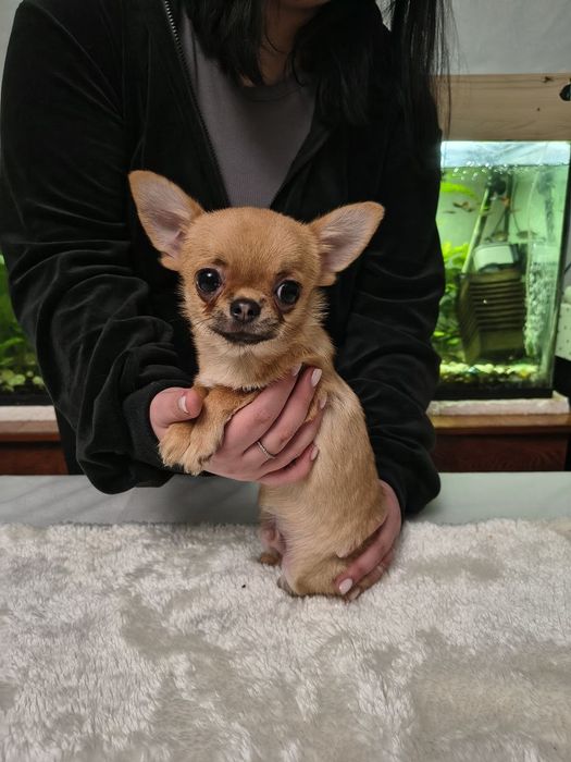 Продам мальчика чихуахуа