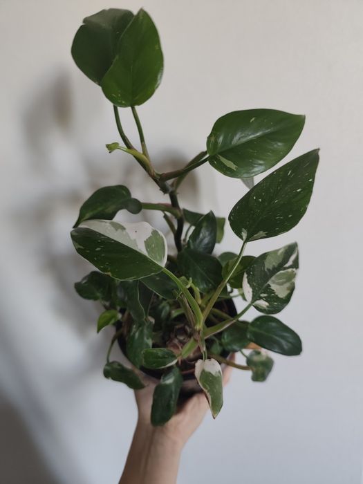 Philodendron  white princess variegata szczepki