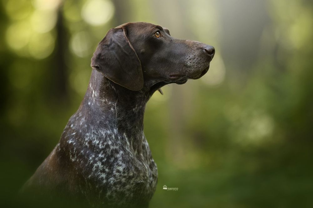 Wyżeł niemiecki krótkowłosy- szczeniaki  „Znad Odrzańskich Pól” FCI