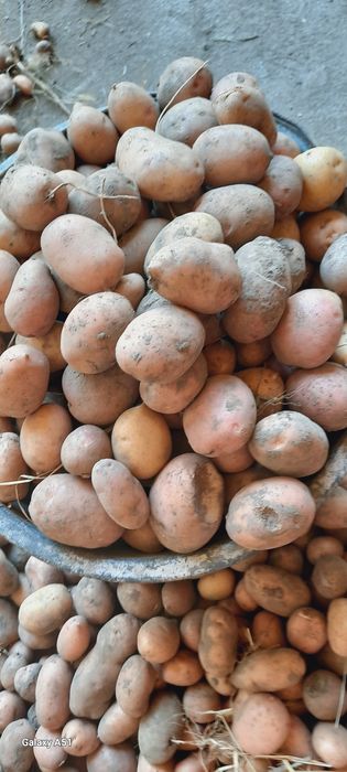 Продаю картоплю мелку не дорого кому потрібно звоніть
