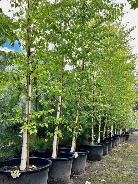 BRZOZA ZŁOTA 'GOLDBIRKE' WYS. 500-700 cm Donica 65L