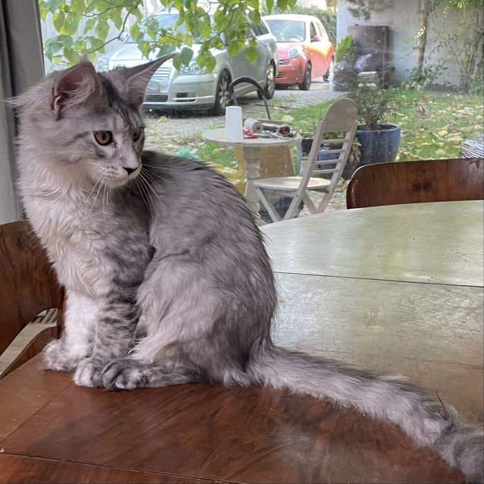Koteczka maine coon