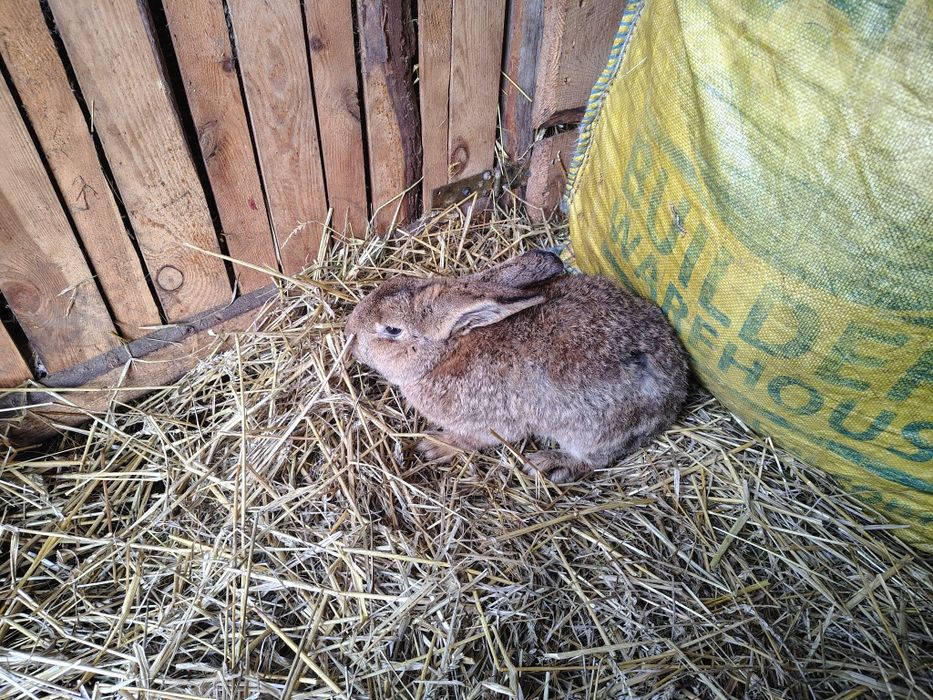 Sprzedam Króliki samce