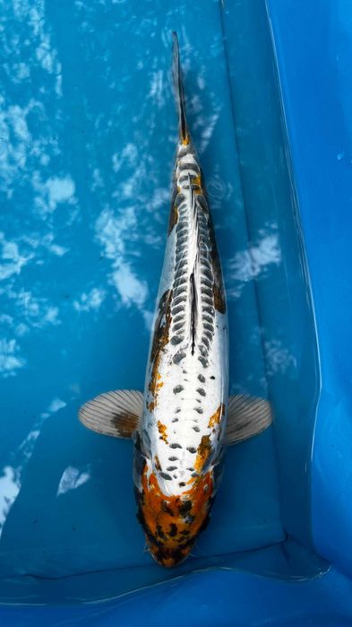 Oryginalne Karpie Koi