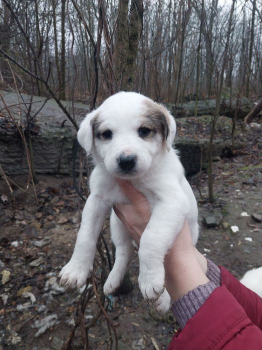 Шукаємо родину чудовим  песикам. Безкоштовно