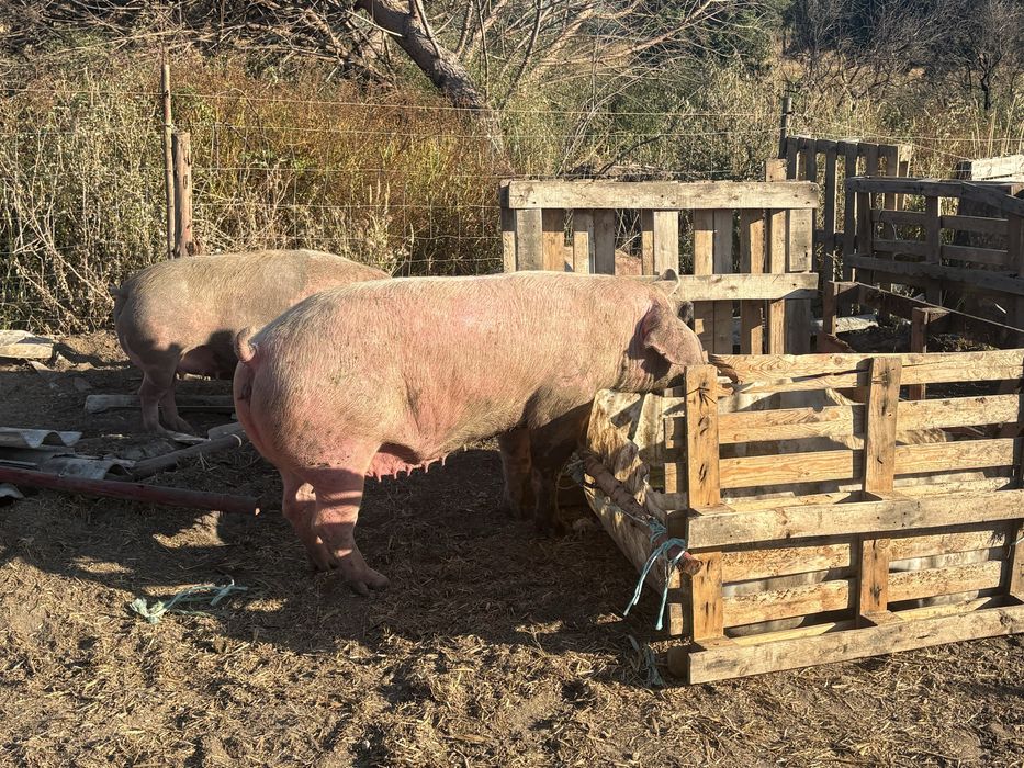 Porcas e leitões