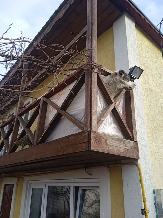 Вязка САО "Алабай" кабель 3 роки. Шукає дівчинку