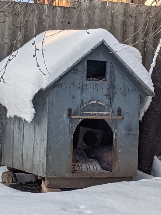 Буда собача велика