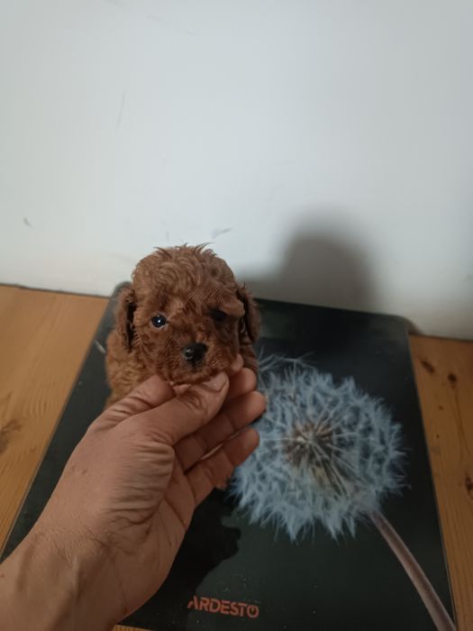 Чудові малюки ВІП клас в кольорі Ред Браун міні. Львів.