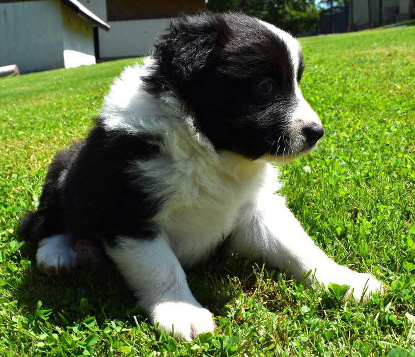 Piesek Border Collie do rezerwacji