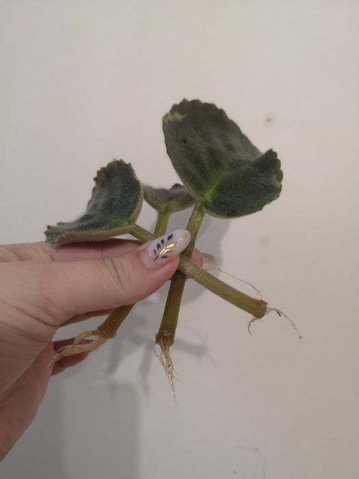 Фіалки укорінені