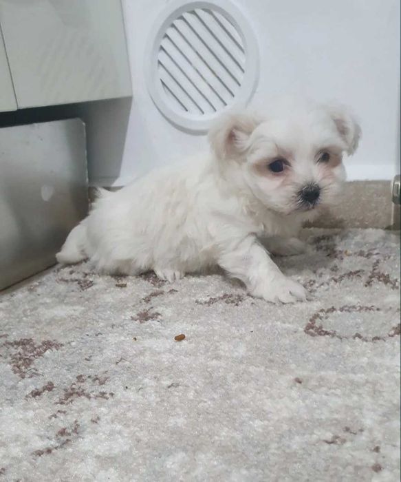 Bichon Maltês   Fêmea