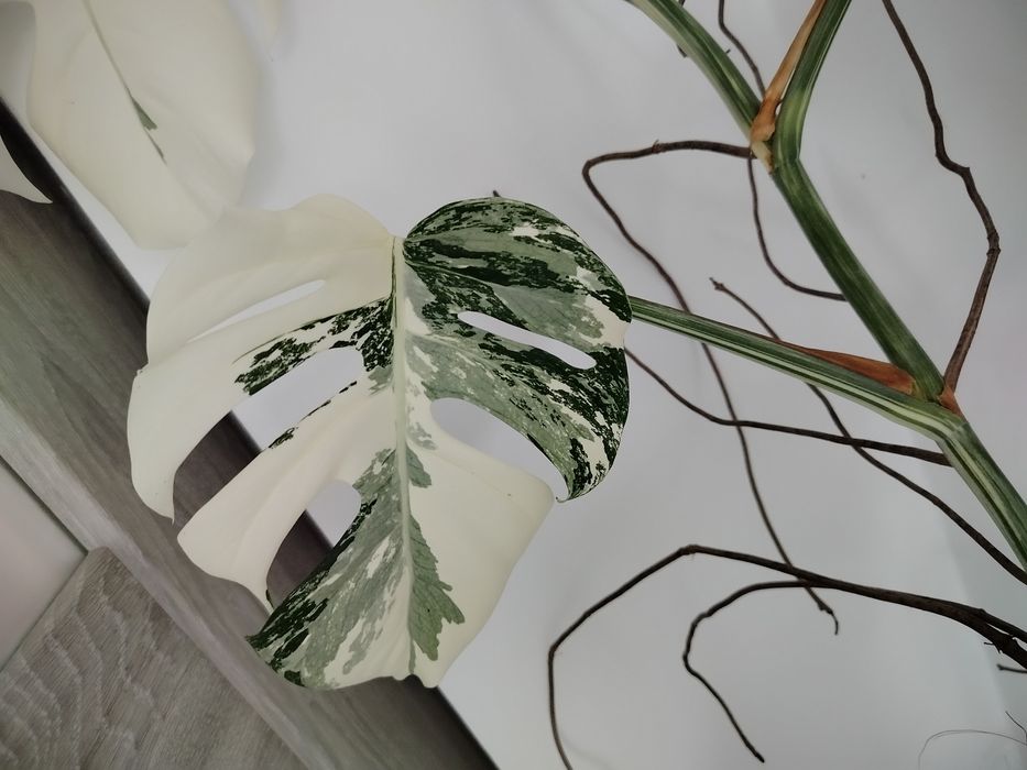 Sprzedam monstera variegata