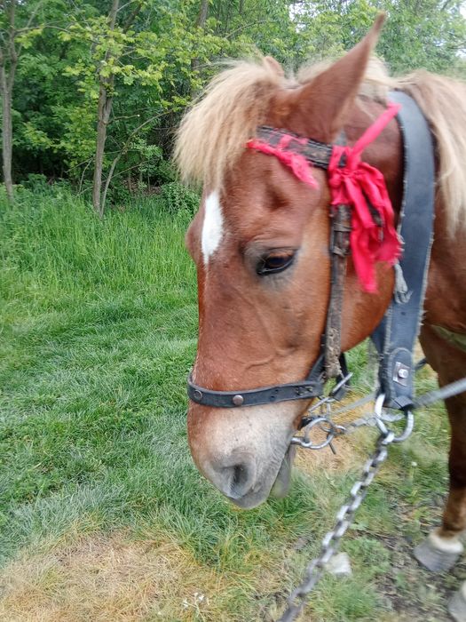 Продам кобилу  гарна висока