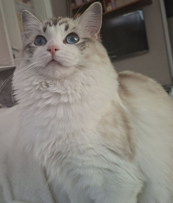 Śliczna kotka Ragdoll z rodowodem