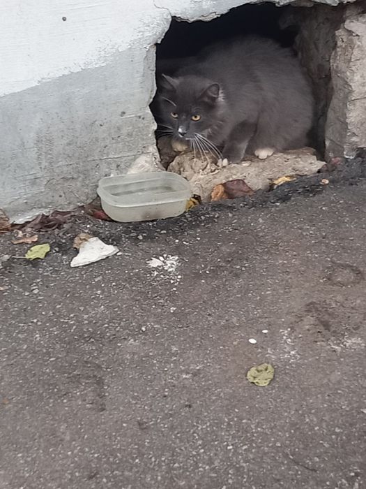 Кошка домашняя (стерилизована)