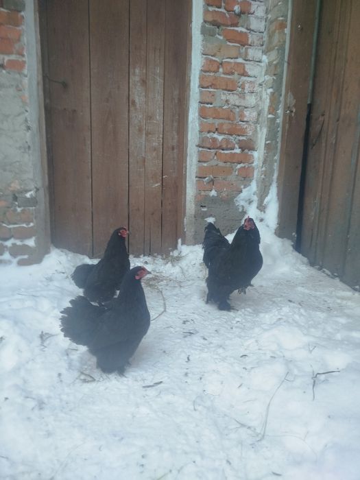 Кури карликовий кокенхін