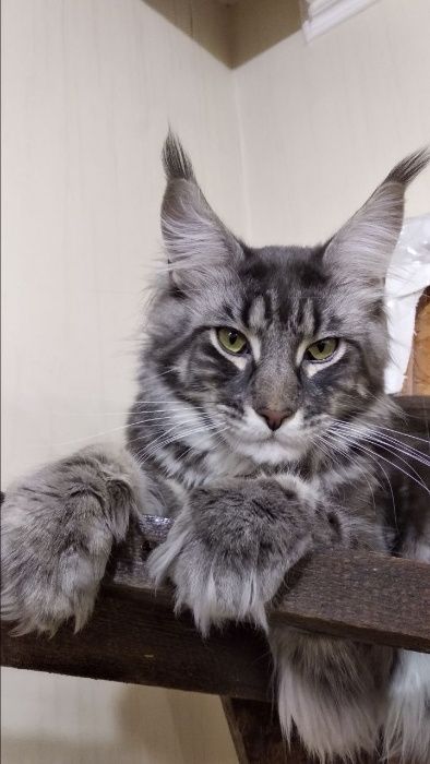 Мейн-кун.  Вязка