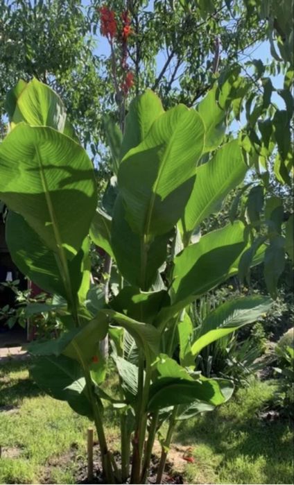 Канни пальмолисті для саду та кашпо (бронь на осінь)