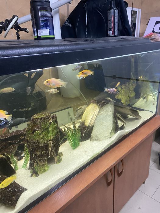 Akwarium 375l z zyciem