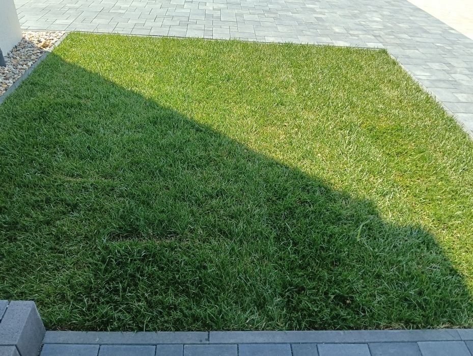 Trawnik z siewu w jeden dzień  #Trawa z rolki #nawadnianie automatyczn