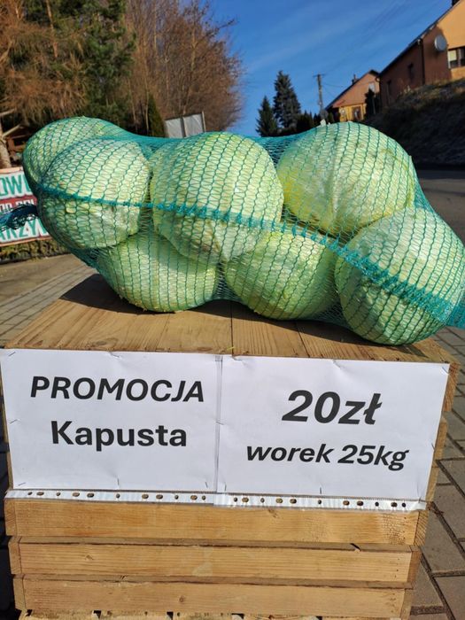 Promocja kapusta biała