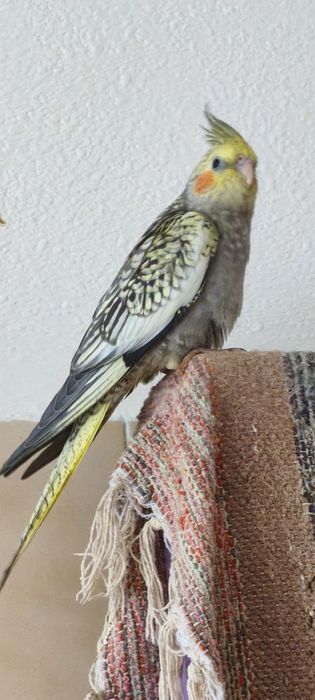 Vendo caturras jovens