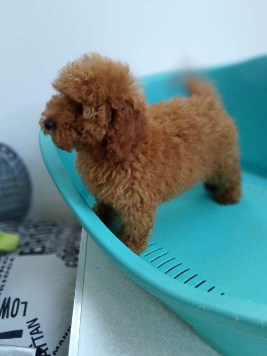 Той - Пудельок ред.