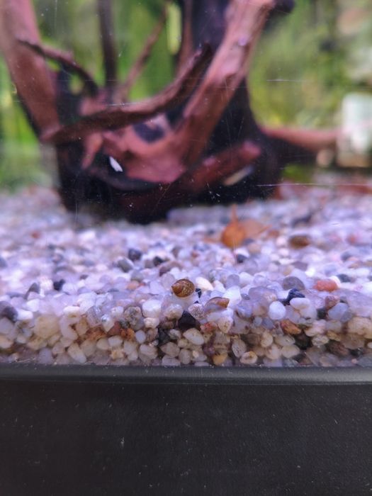 ślimak rozdętka na glony