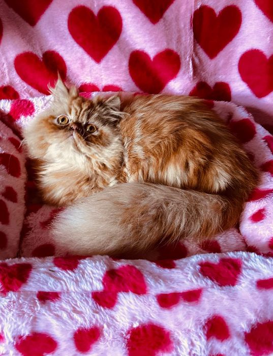 Słodki Garfield perski, kotek, kot, pers, persy, perskie, perska